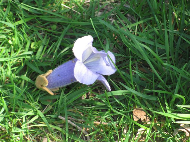 Paulownia tomentosa / Paulownia